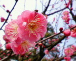 ume